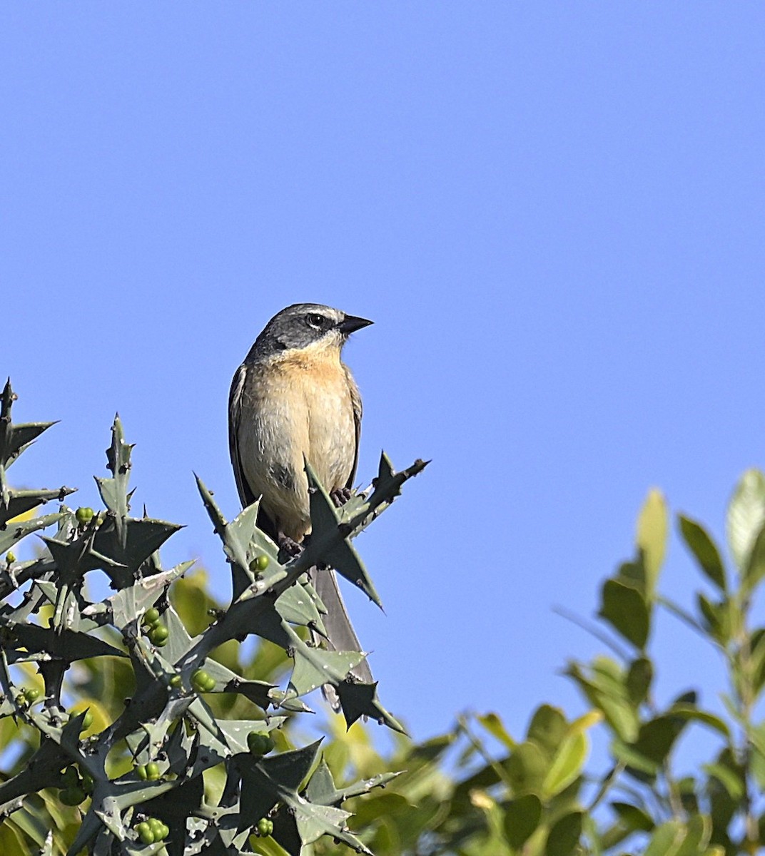 Long-tailed Reed Finch - ML642597757