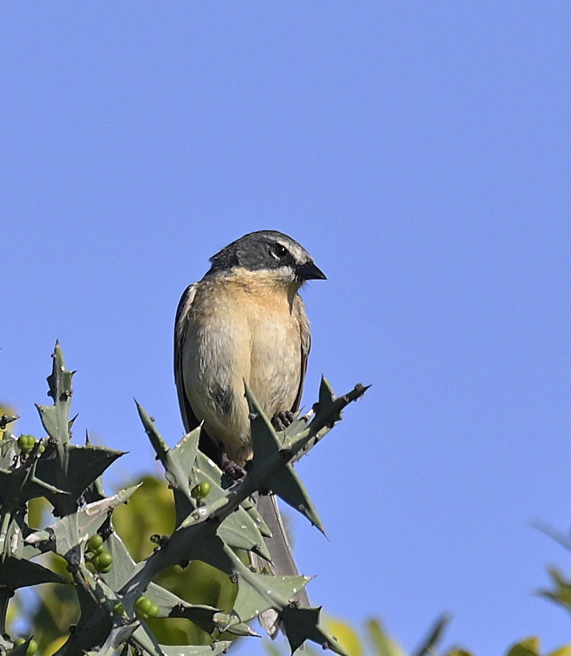 Long-tailed Reed Finch - ML642597758