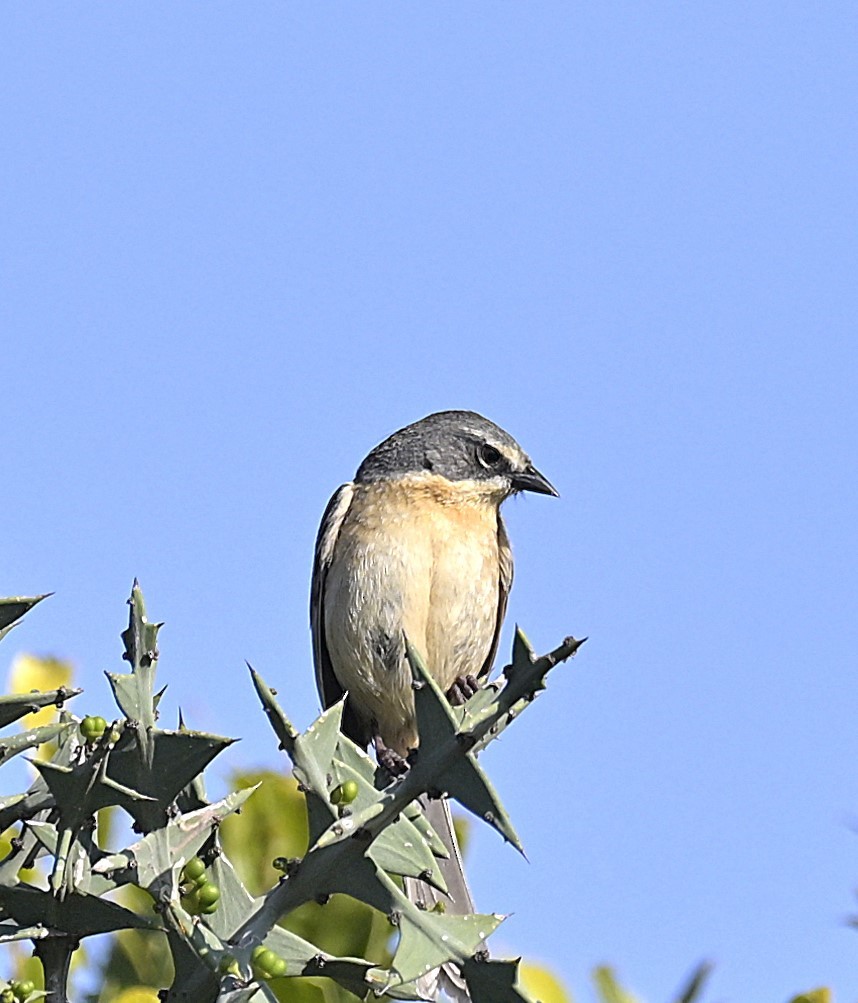 Long-tailed Reed Finch - ML642597760