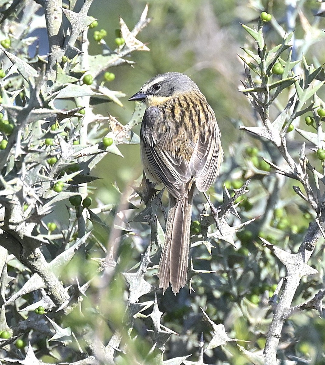 Long-tailed Reed Finch - ML642597765