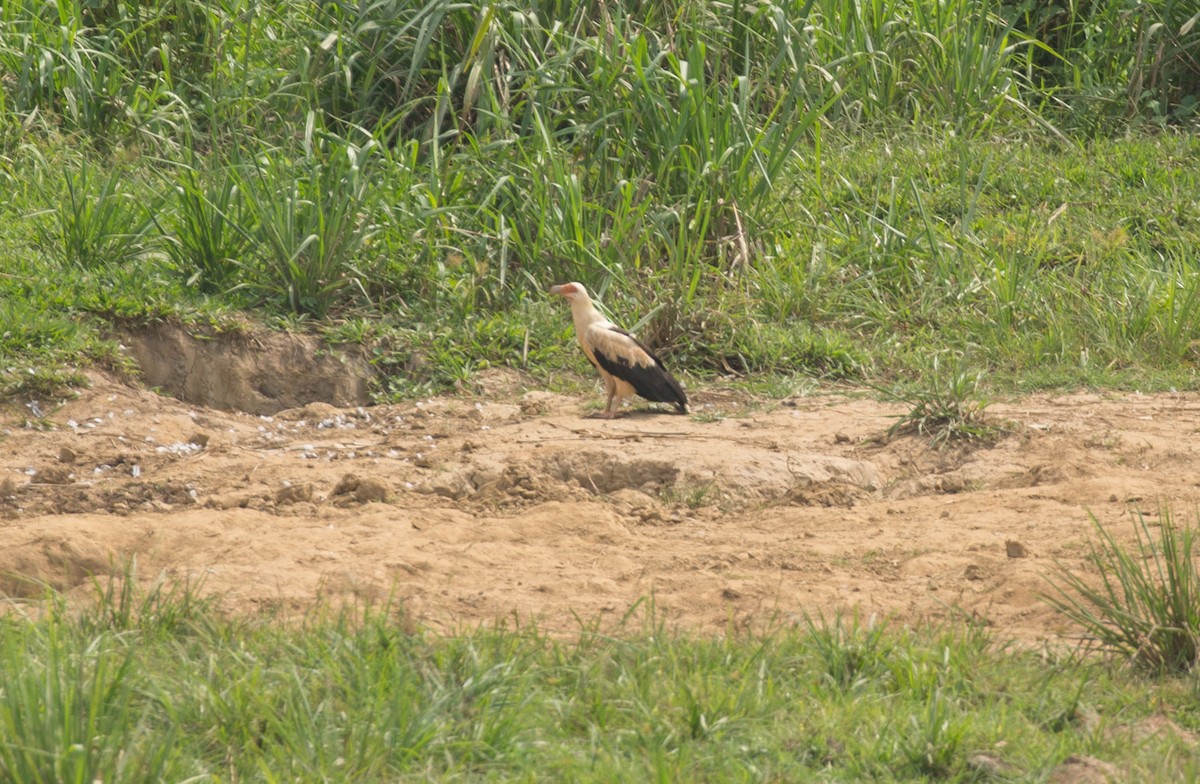 Palm-nut Vulture - ML642597802