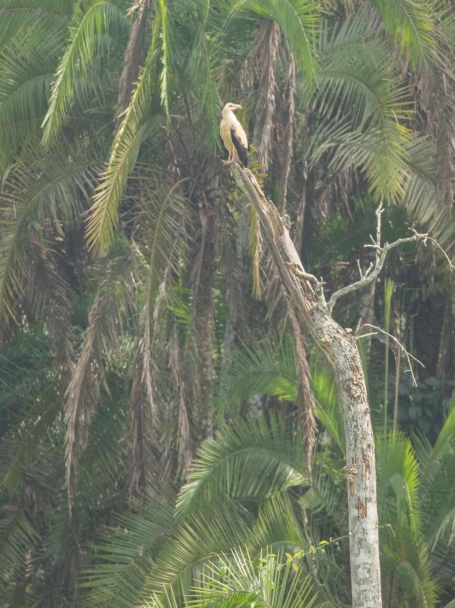 Palm-nut Vulture - ML642597804