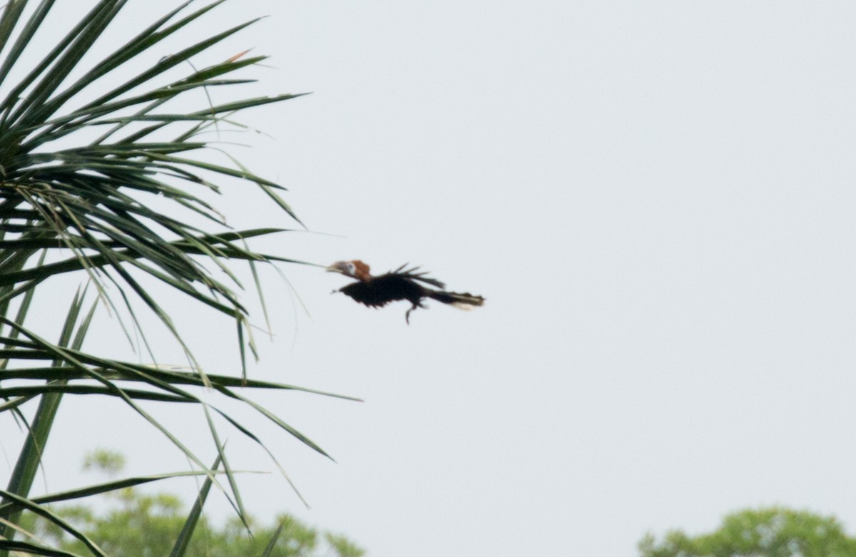 Black-casqued Hornbill - ML642597816