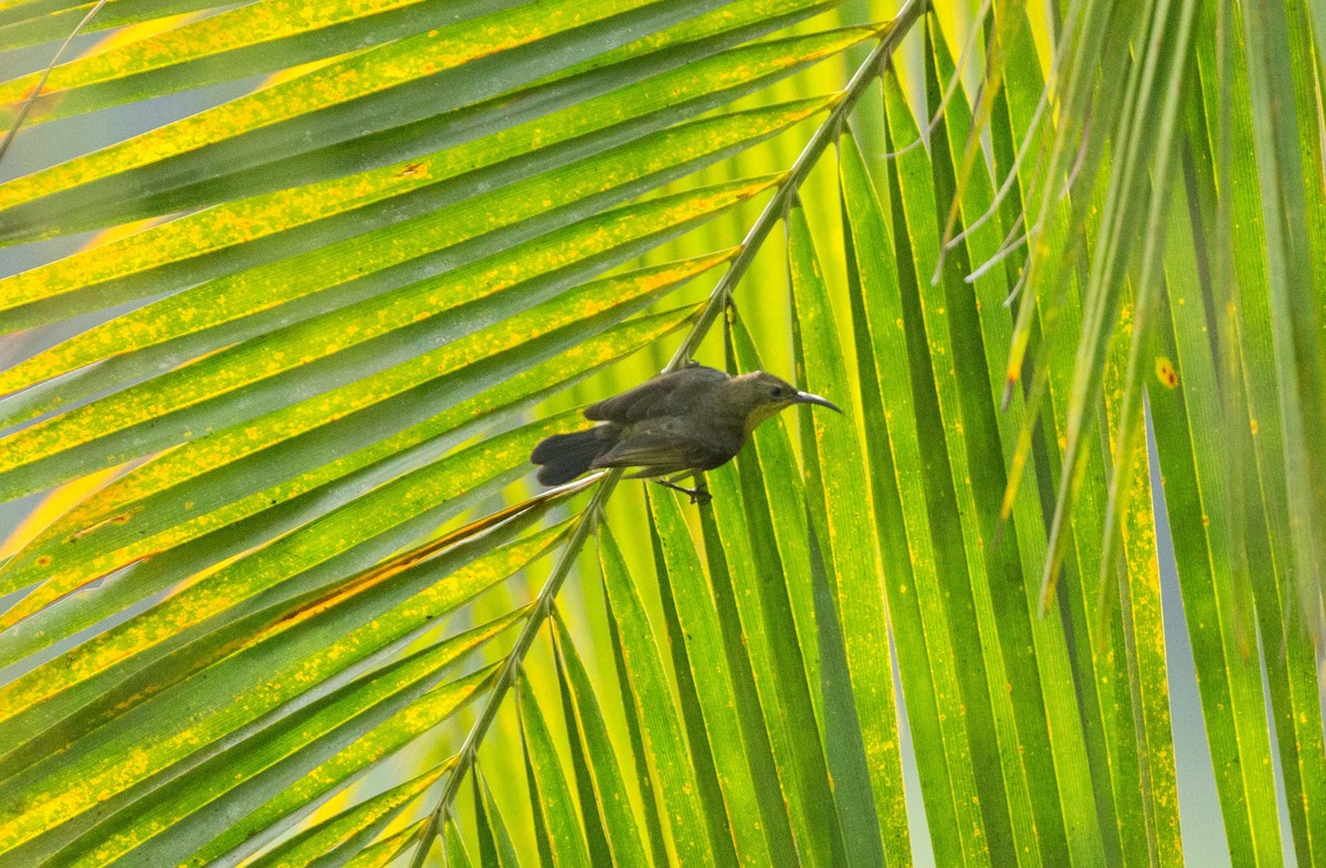 Olive-bellied Sunbird - ML642597839