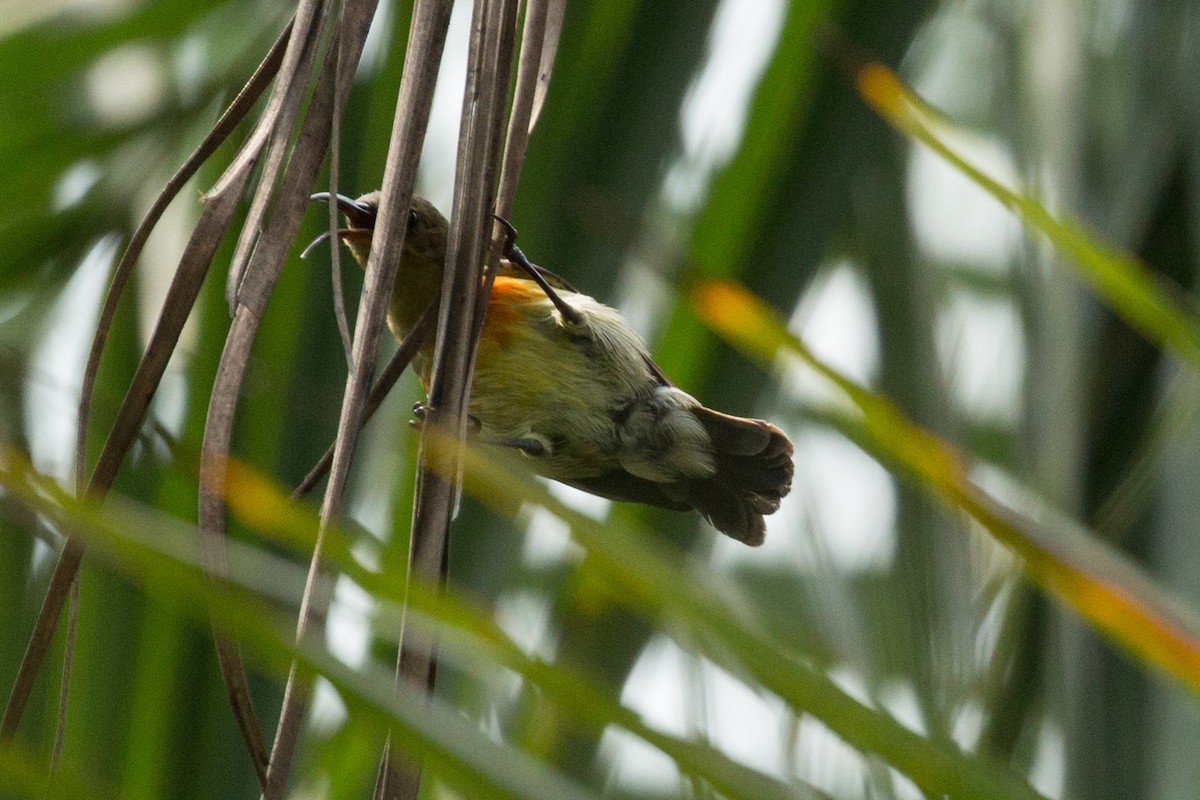 Olive-bellied Sunbird - ML642597840