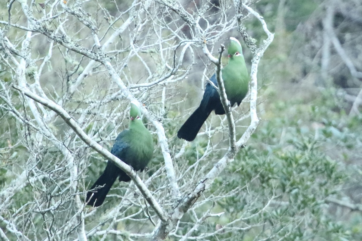 Knysna Turaco - ML642597869