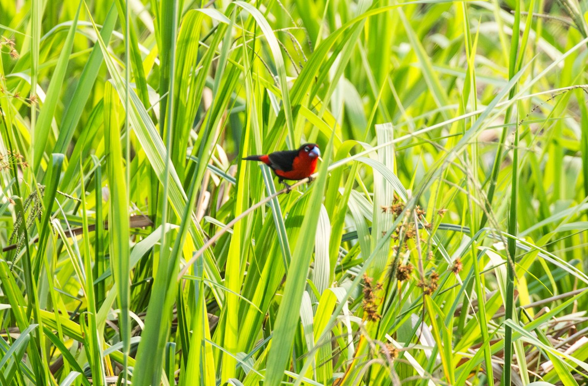 Dybowski's Twinspot - ML642597872