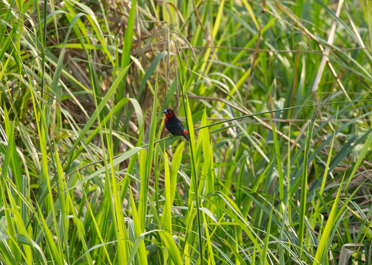 Dybowski's Twinspot - ML642597874