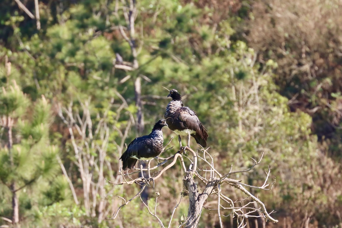 Horned Screamer - ML642597900