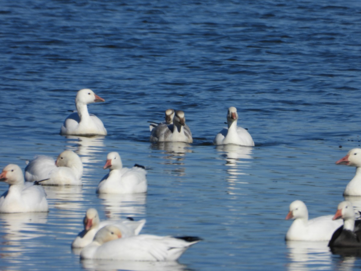 Ross's Goose - ML642597909