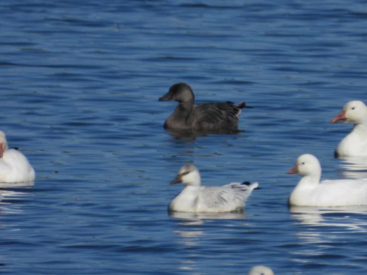 Ross's Goose - ML642597911