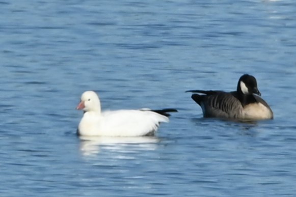 Ross's Goose - ML642597921