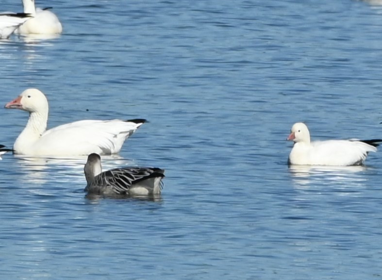 Ross's Goose - ML642597922