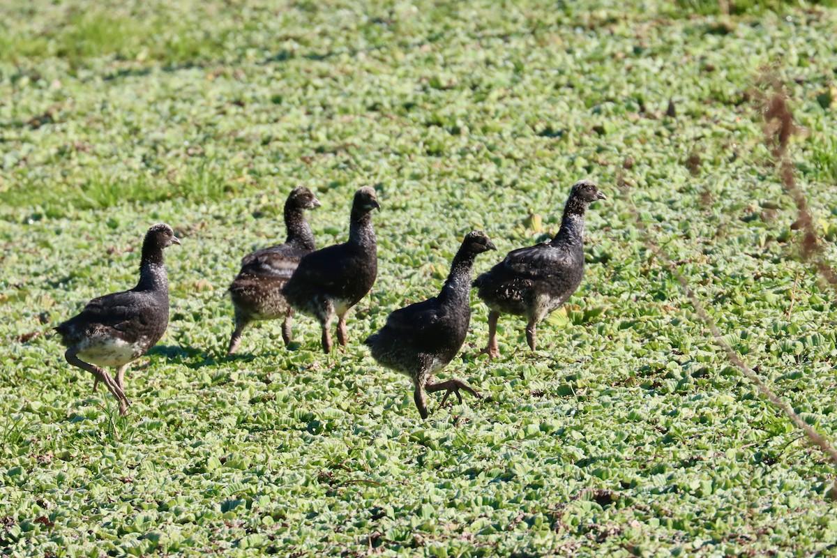 Horned Screamer - ML642597923