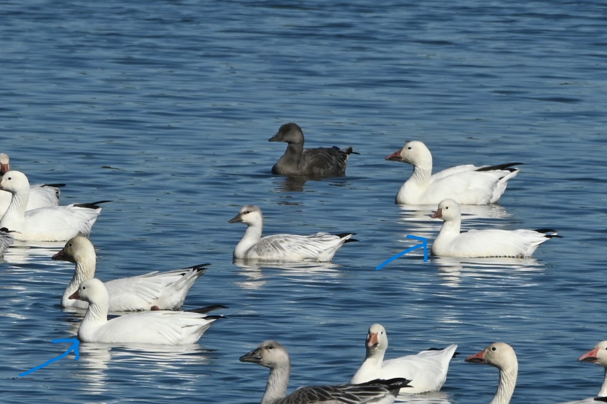 Ross's Goose - ML642597924
