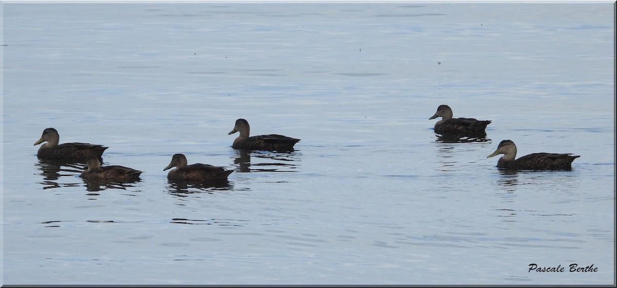 American Black Duck - ML642597947