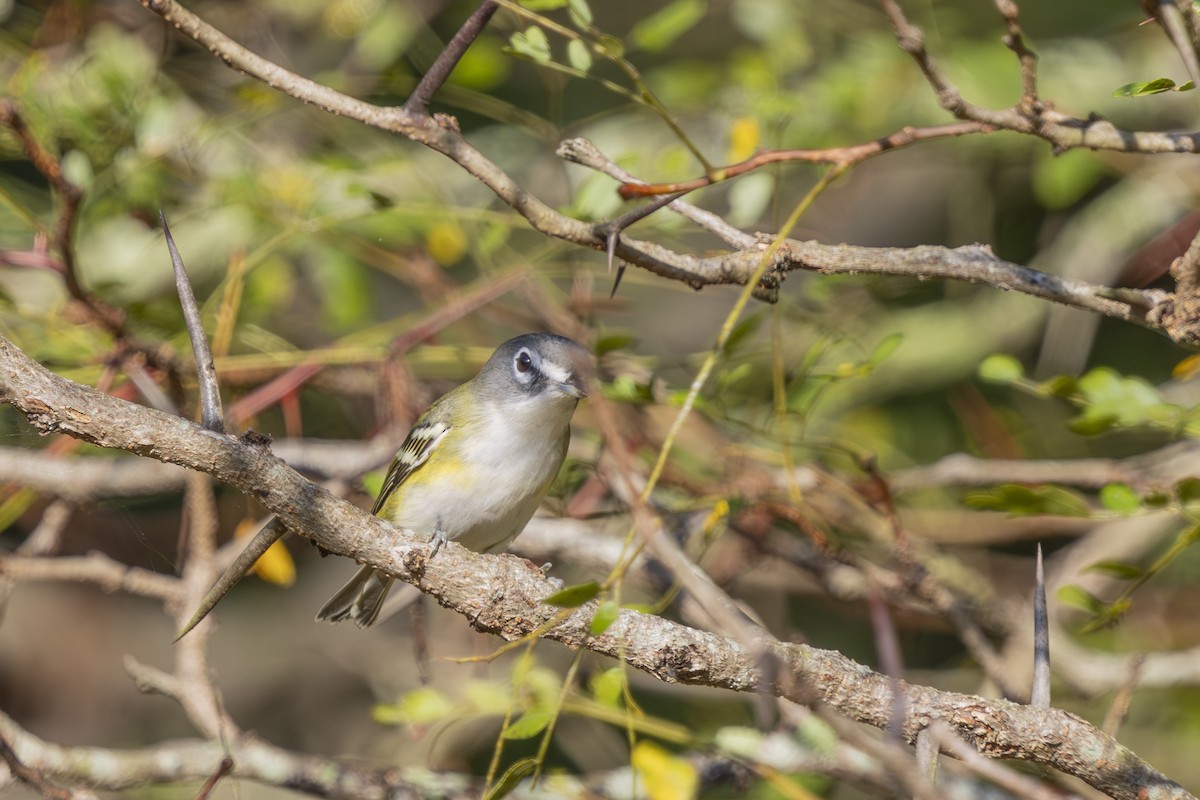 Blue-headed Vireo - ML642597960