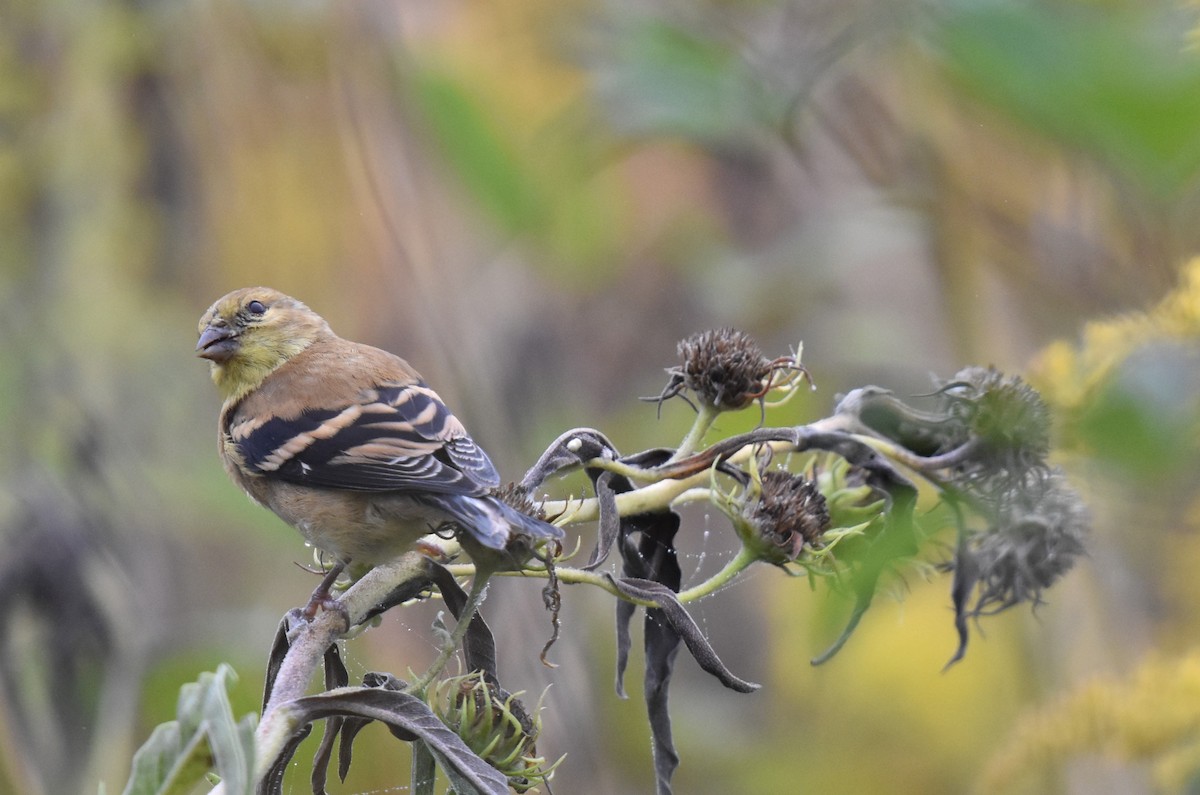 American Goldfinch - ML642598009