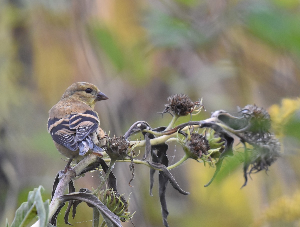 American Goldfinch - ML642598010