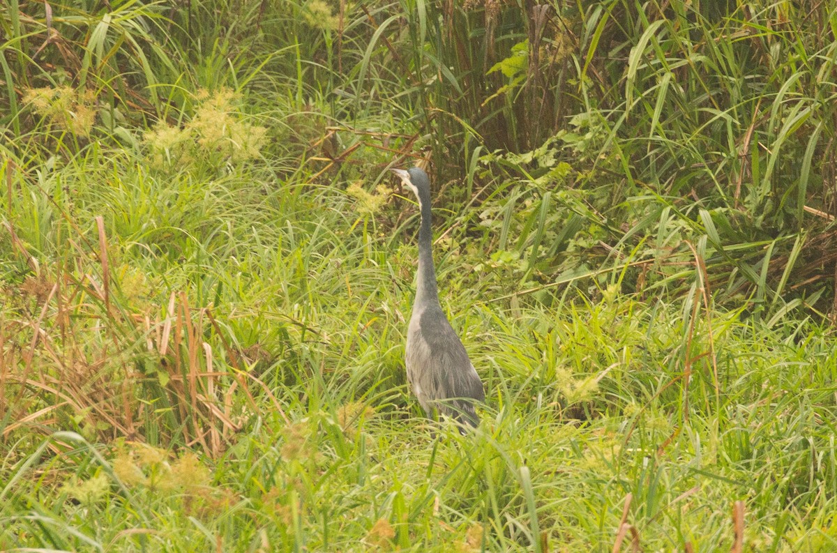 Black-headed Heron - ML642598065