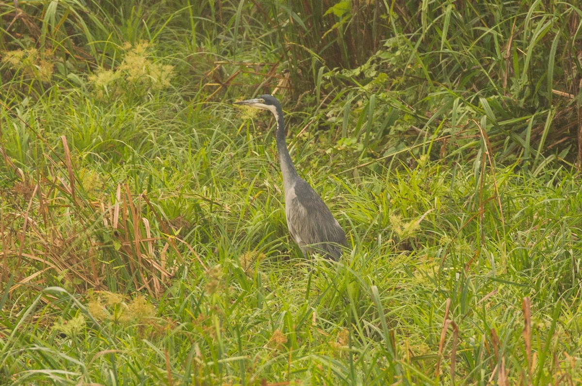 Black-headed Heron - ML642598066