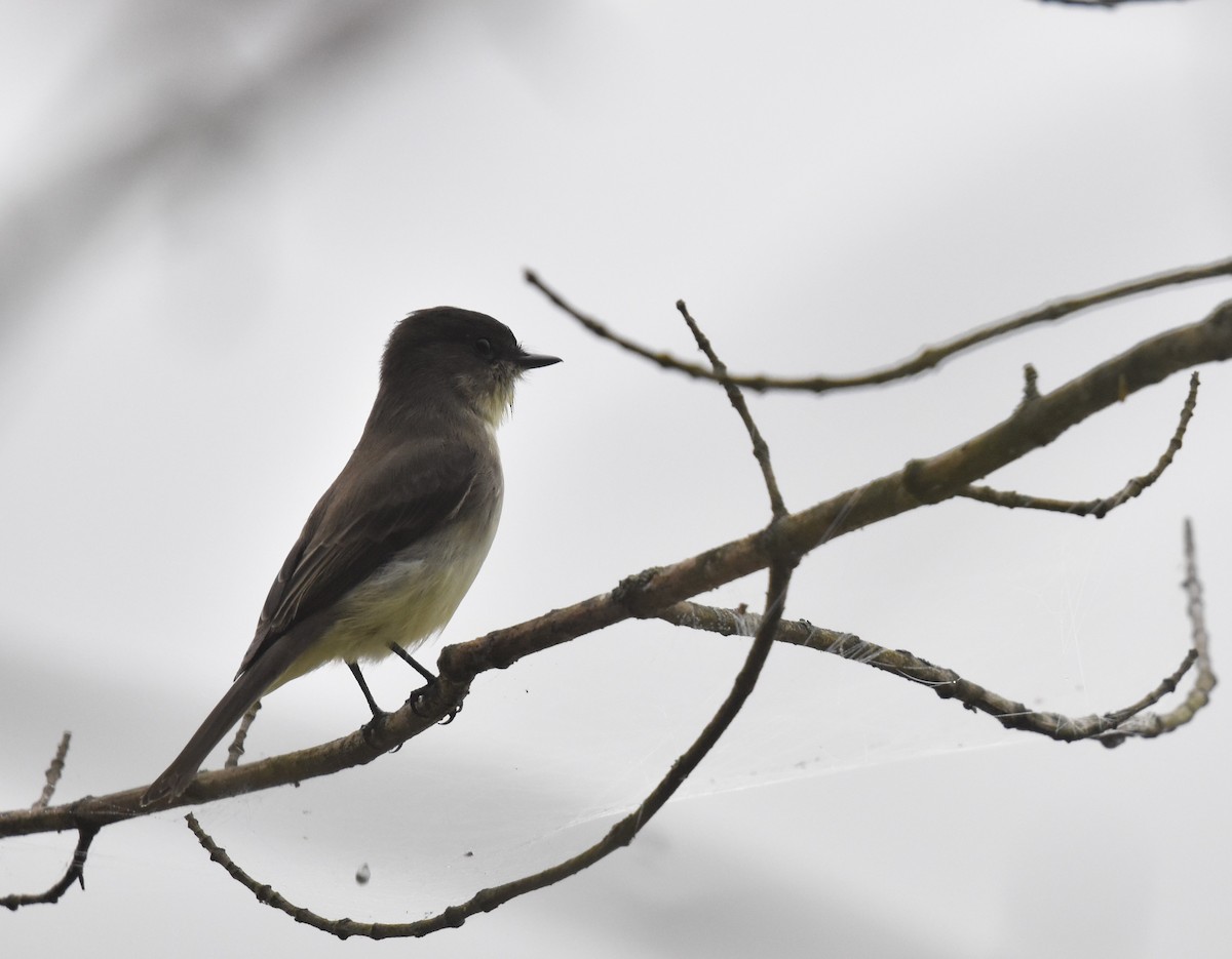 Eastern Phoebe - ML642598079