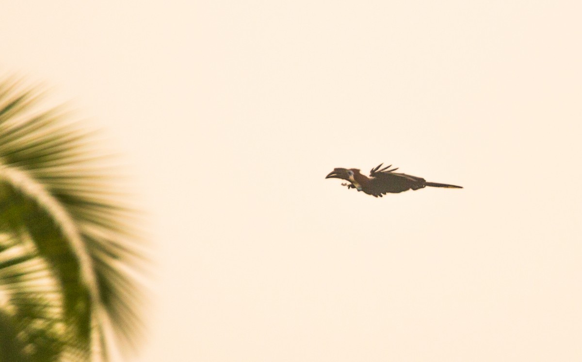 Black-casqued Hornbill - ML642598082