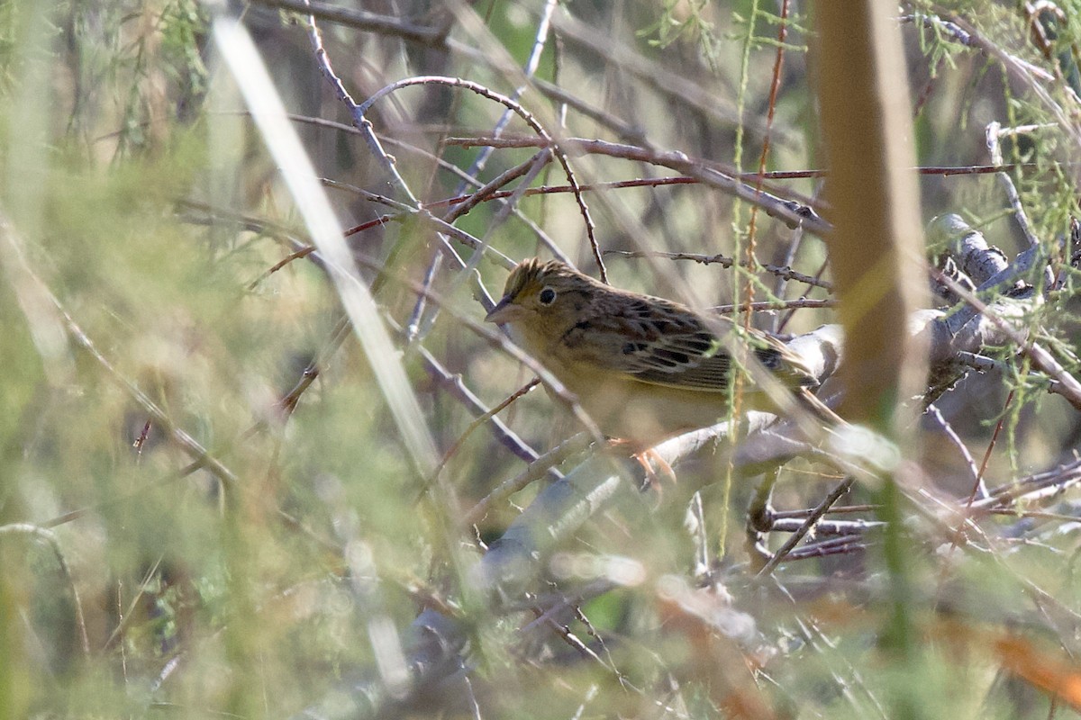 Grasshopper Sparrow - ML642598100