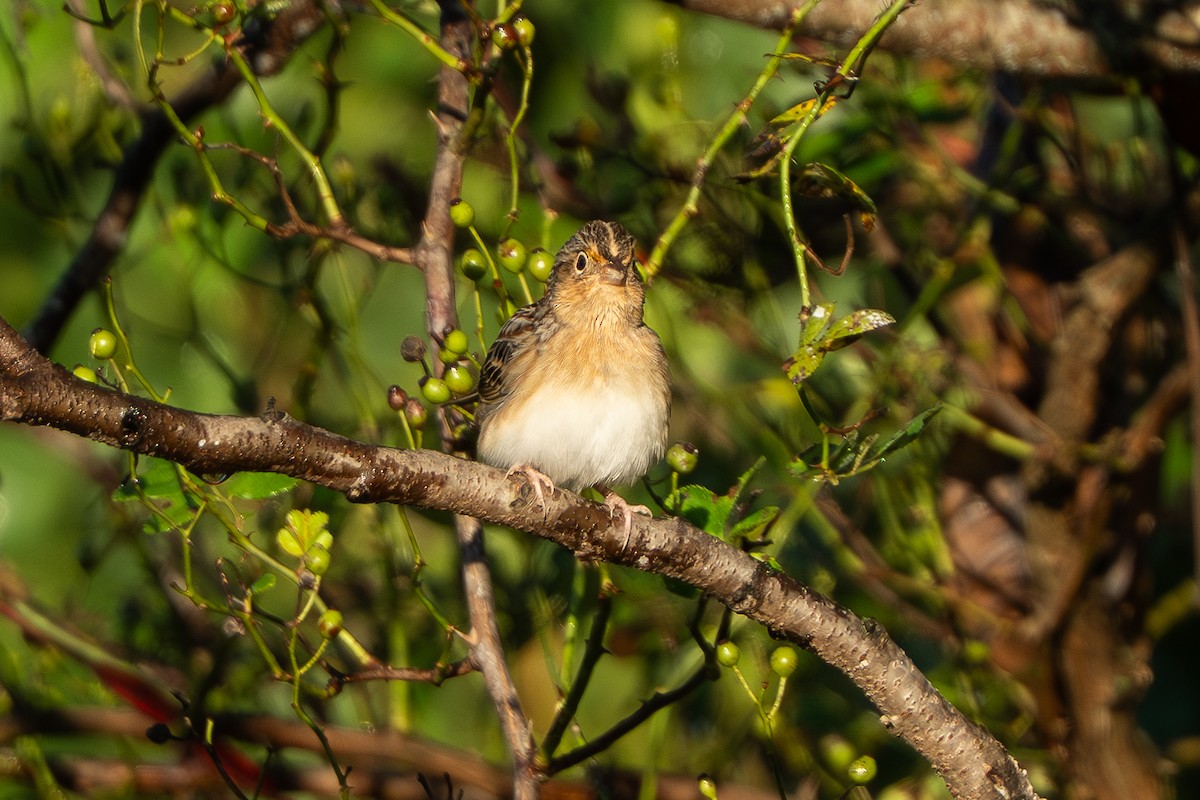 Grasshopper Sparrow - ML642598110