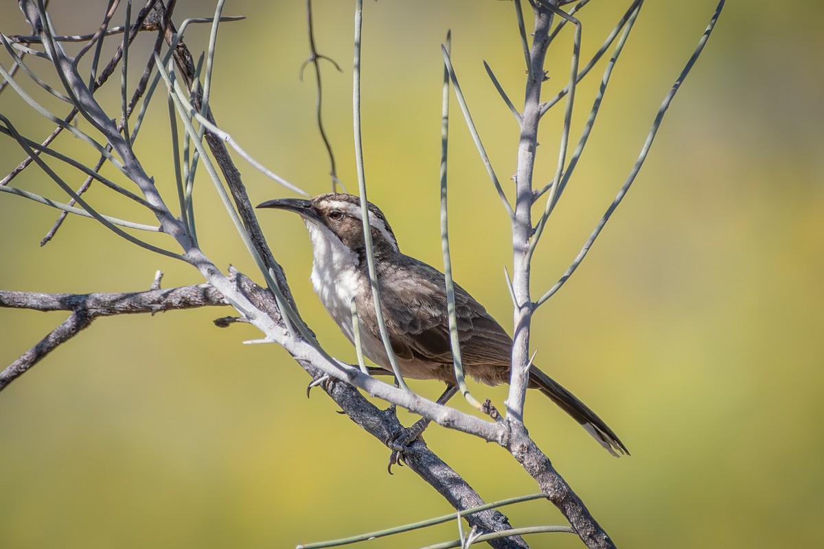 White-browed Babbler - ML642598119