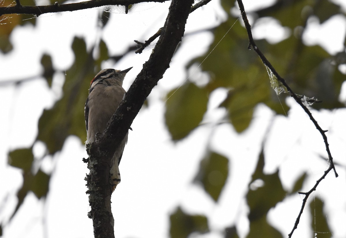 Downy Woodpecker - ML642598125