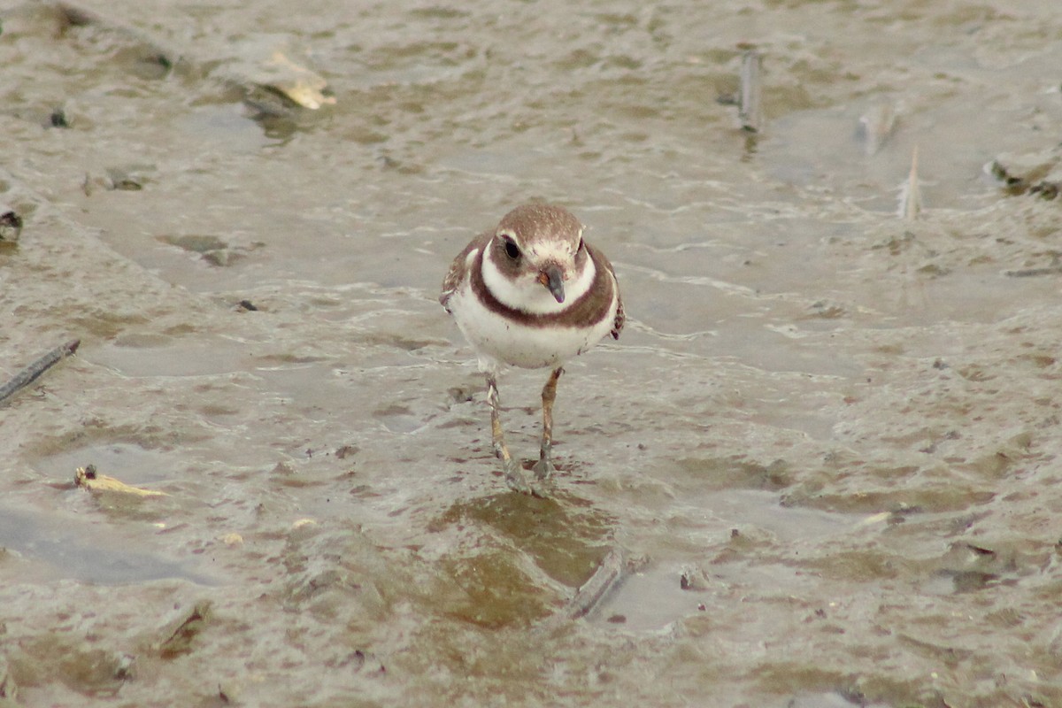Semipalmated Plover - ML642598132