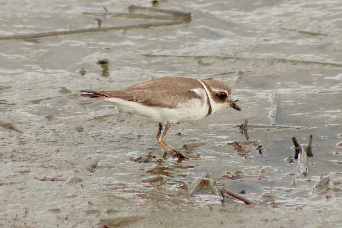 Semipalmated Plover - ML642598134
