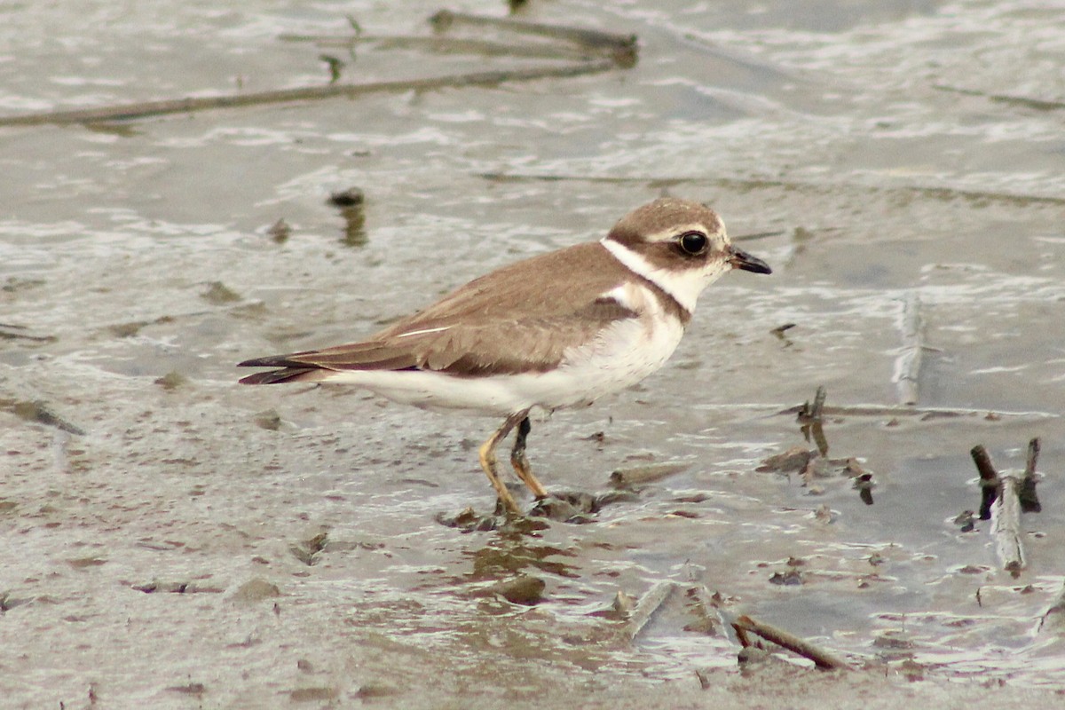 Semipalmated Plover - ML642598136