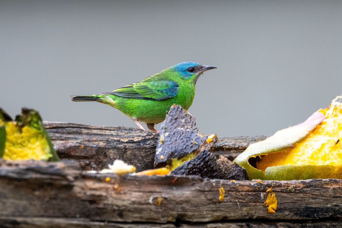 Blue Dacnis - ML642598143