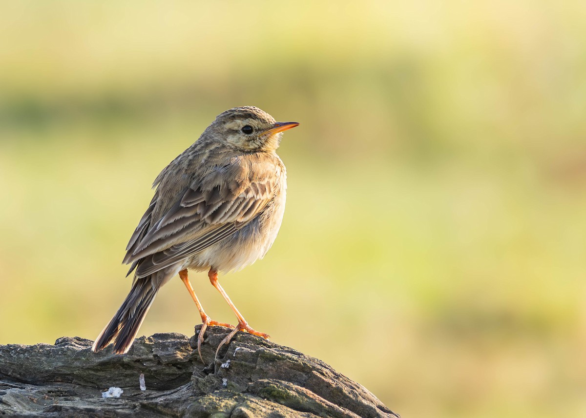 African Pipit - ML642598144