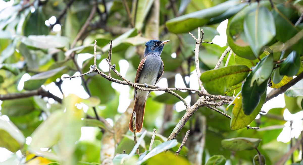 Amur Paradise-Flycatcher - ML642598152