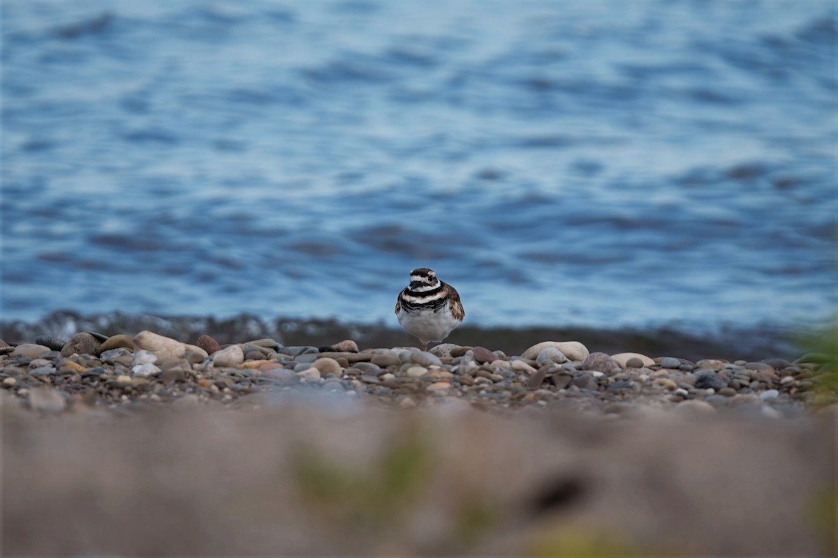 Killdeer - ML642598161
