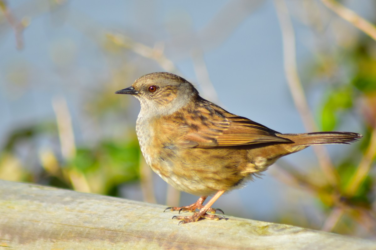 Dunnock - ML642598164