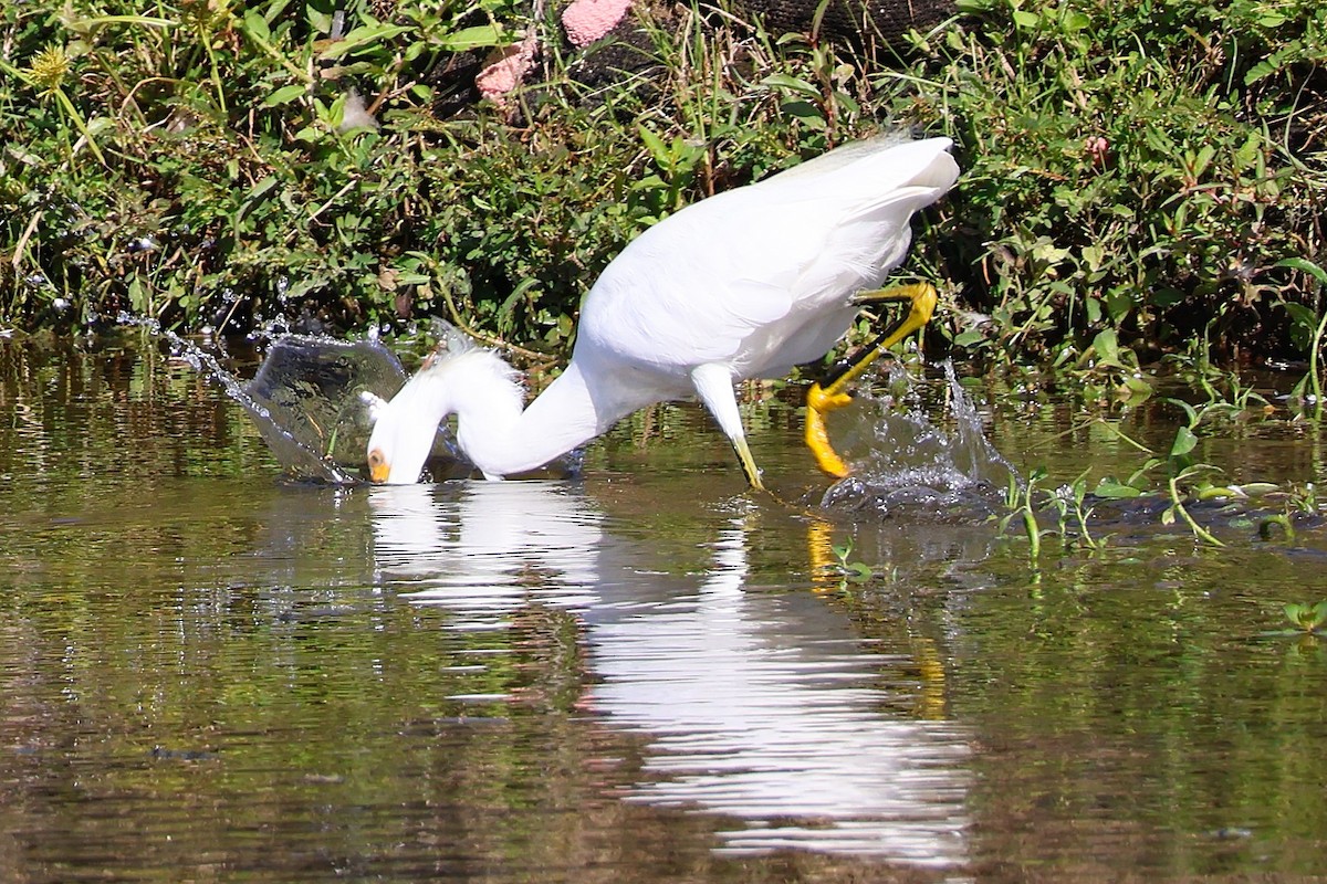 Snowy Egret - ML642598174