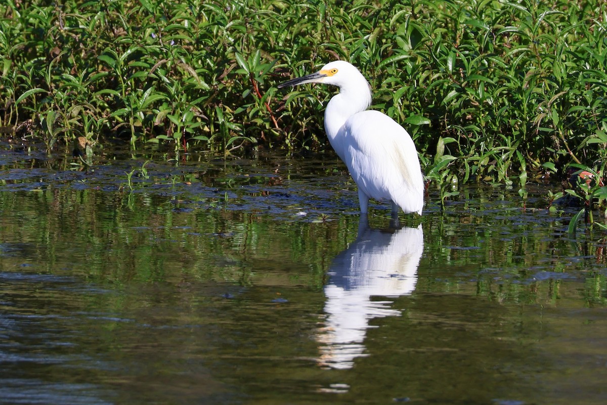 Snowy Egret - ML642598176