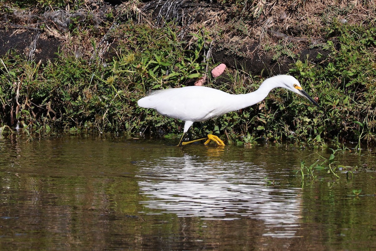 Snowy Egret - ML642598177
