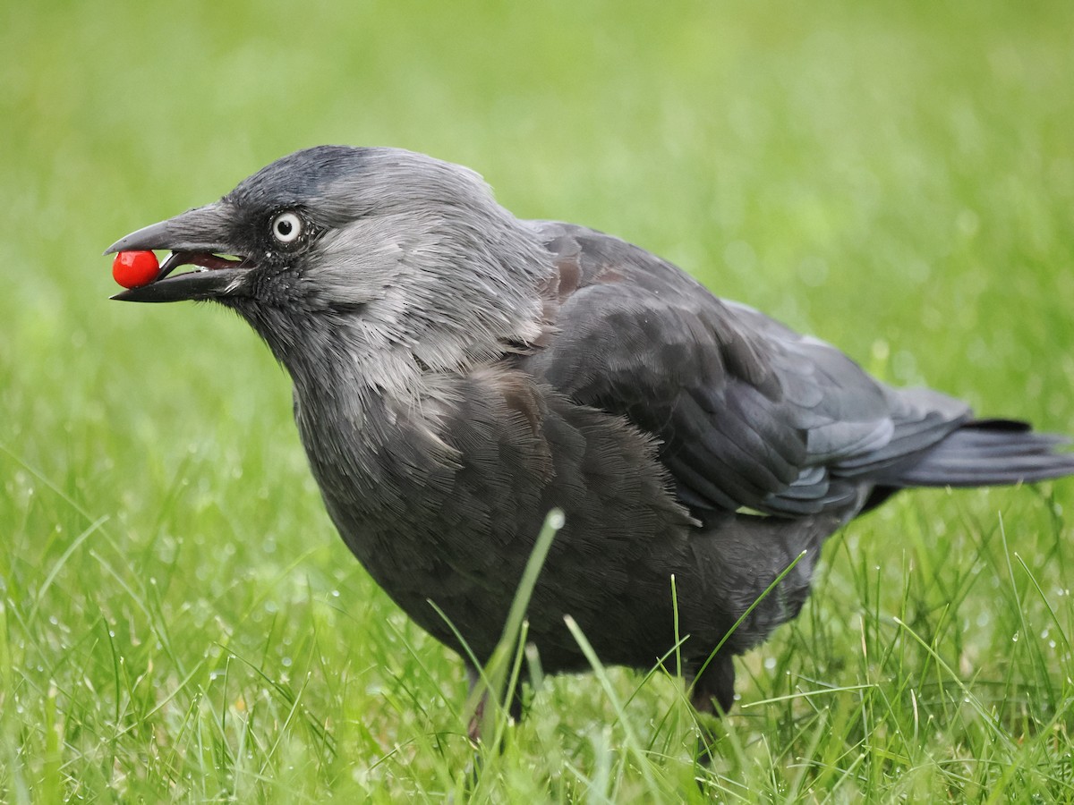 Eurasian Jackdaw - ML642598179