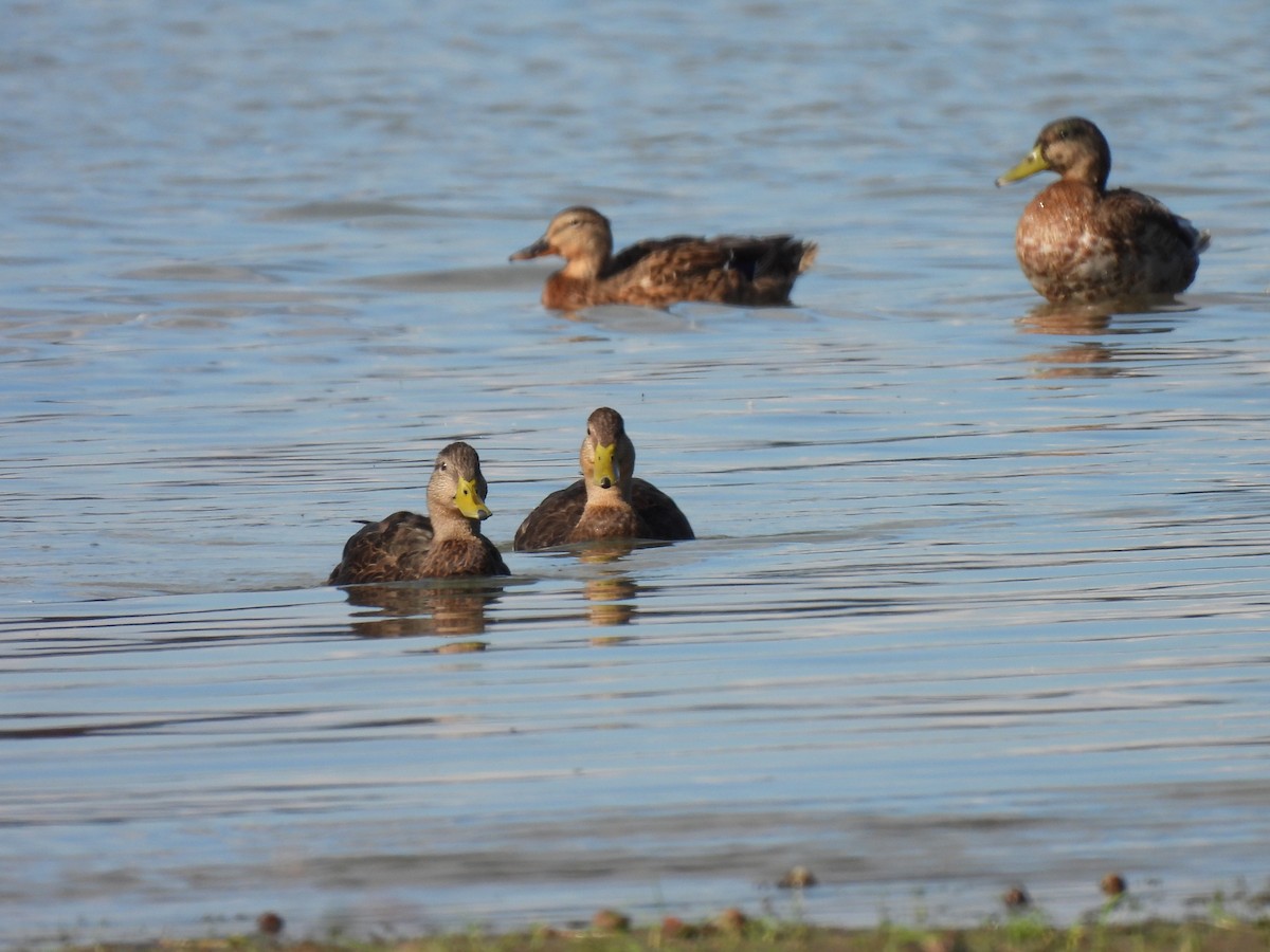 American Black Duck - ML642598181