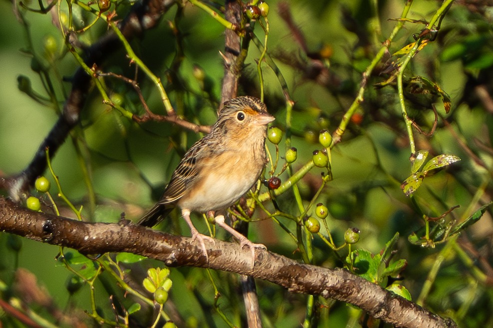 Grasshopper Sparrow - ML642598189