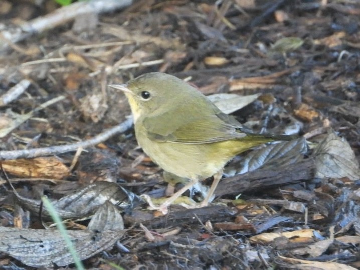 Common Yellowthroat - ML642598204