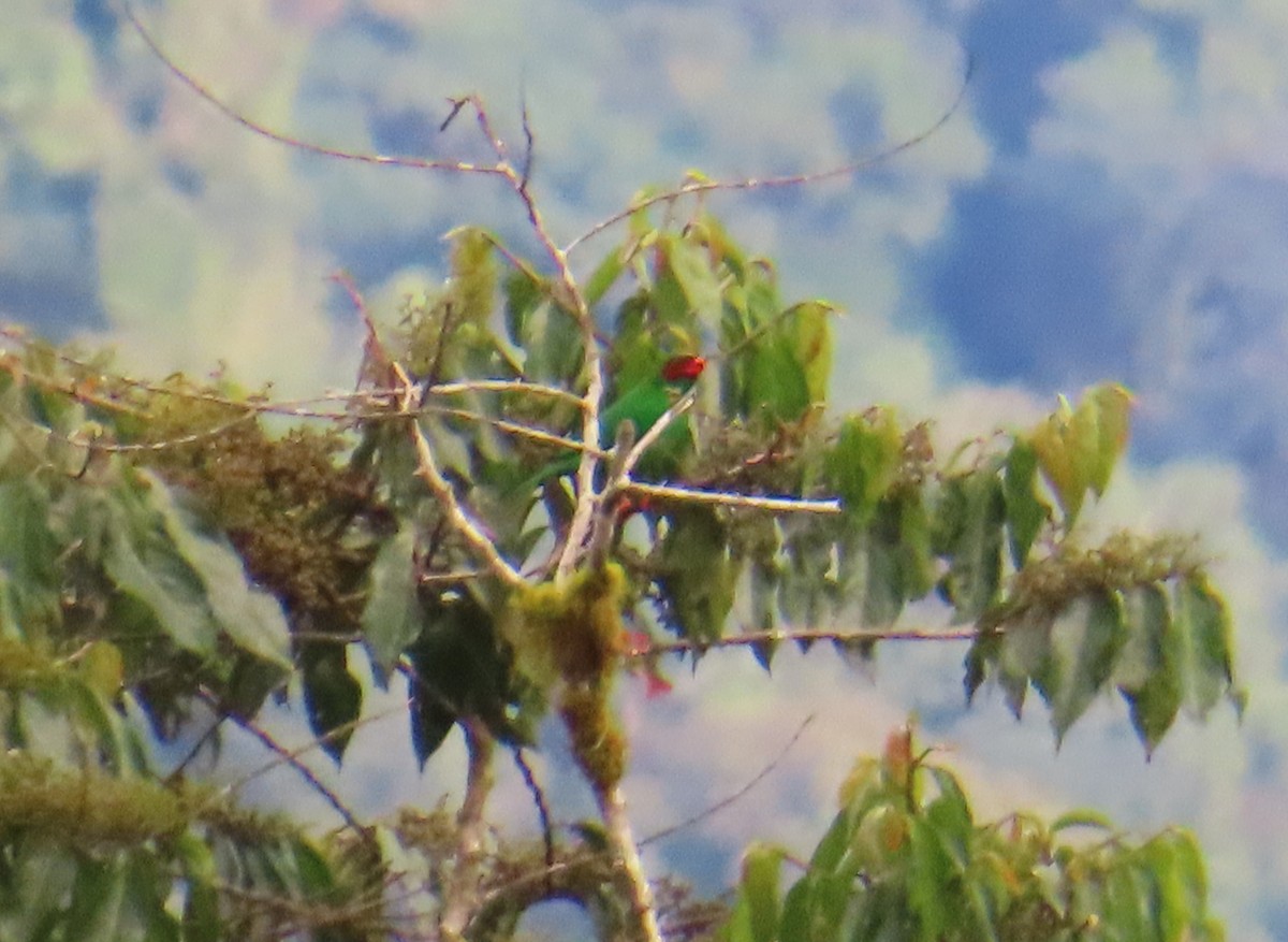 Grass-green Tanager - ML642598207