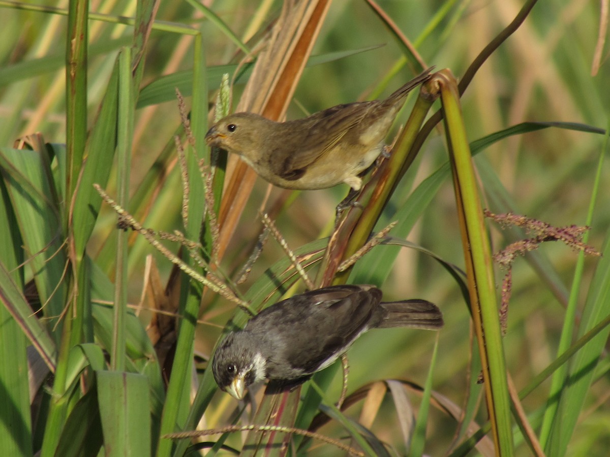 Double-collared Seedeater - ML642598232