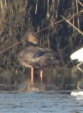American Black Duck - ML642598238