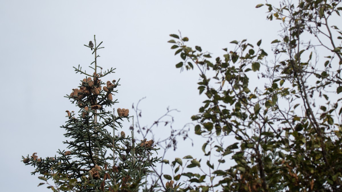 Northern Pygmy-Owl - ML642598246
